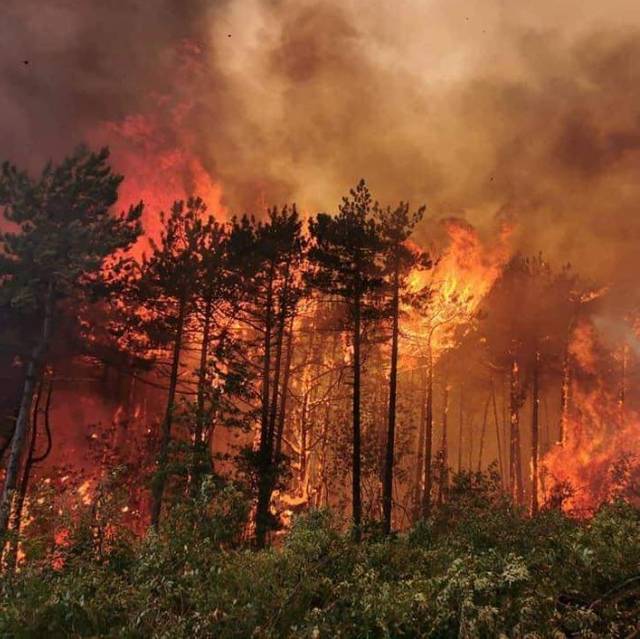 Photograph of a forest fire